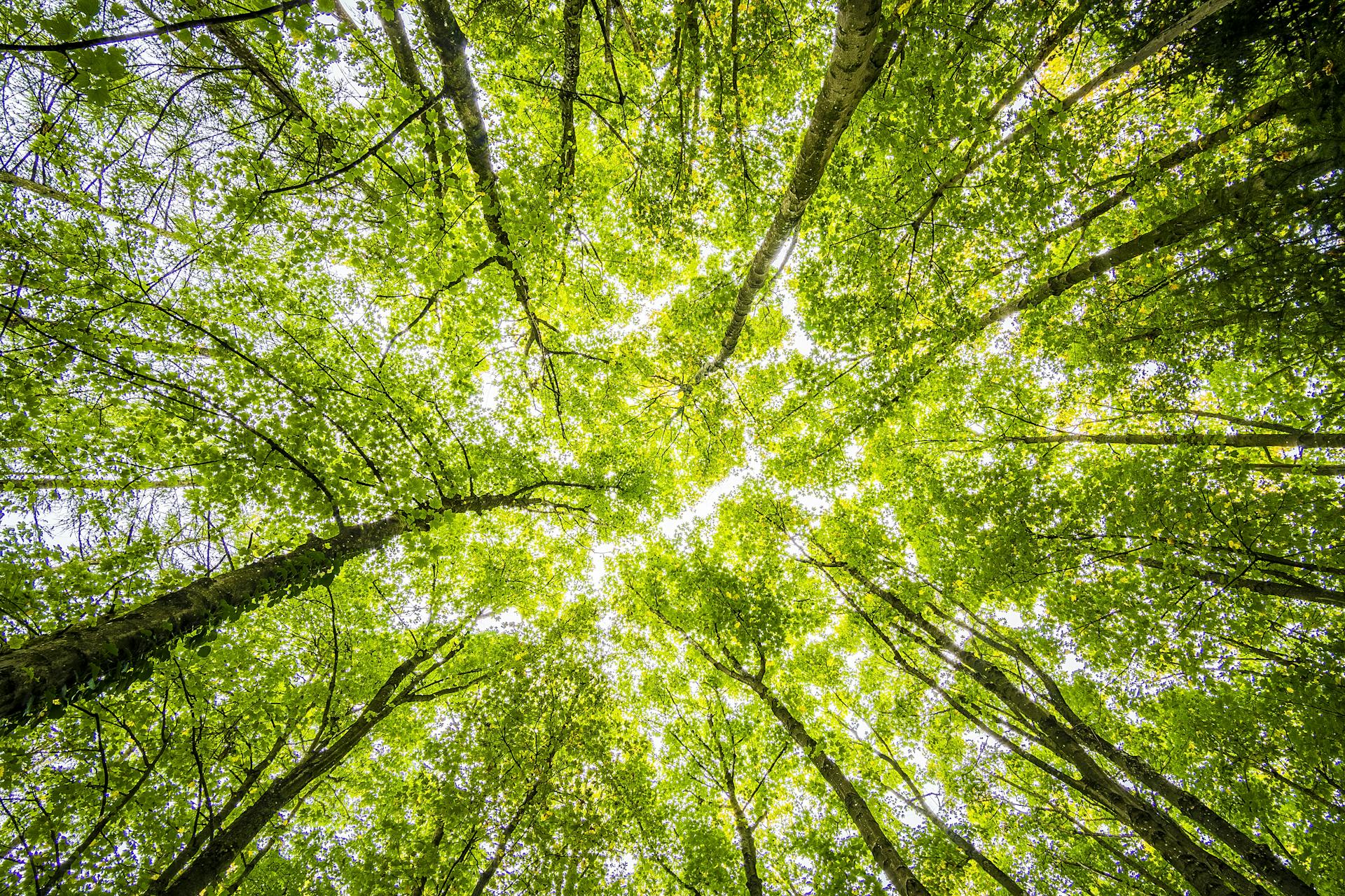 Journée de nettoyage écologique communautaire